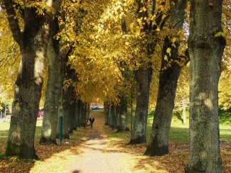 The avenue on the Greencroft in Autumn 2010 | Photo: Pam Wall