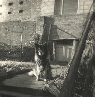 The Invicta leatherworks had been built behind the houses in the lower part of Rampart Road, two windows overlooking Numbers 14 and 16. This photograph shows our neighbours' dog sitting in front of the window above the garden of Number 14. | Picture by kind permission of the Jacob family